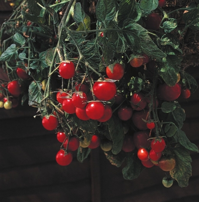 Picture of Tomato Garten Pearl